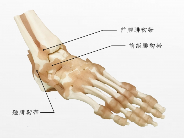 足関節靭帯